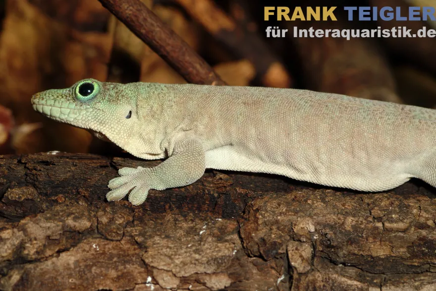 Querstreifentaggecko, Phelsuma standingi