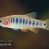 Querstreifen-Zwergbärbling, Danio erythromicron (Minifisch)