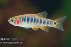 Querstreifen-Zwergbärbling, Danio erythromicron (Minifisch)