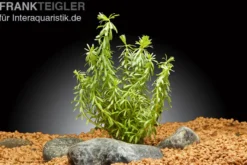 Quirlblättrige Rotala, Rotala wallichii, Im Topf