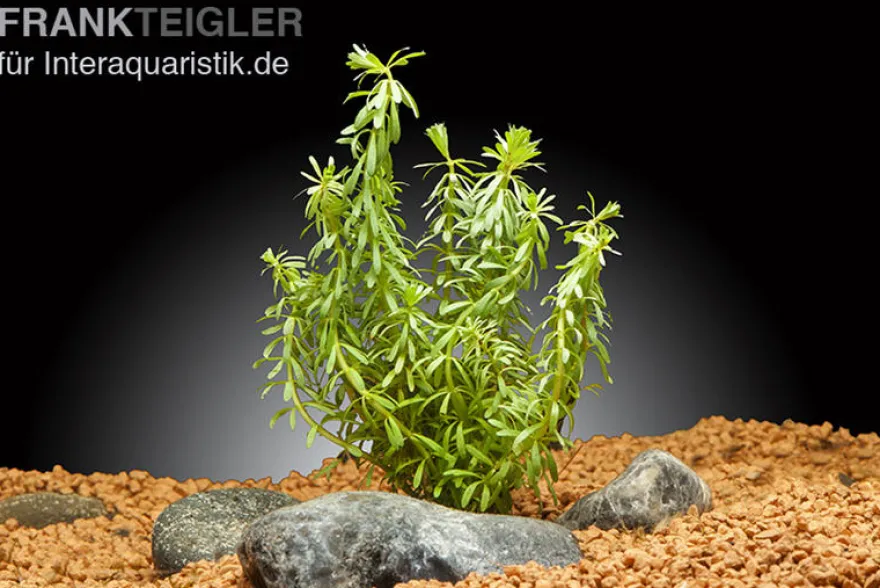 Quirlblättrige Rotala, Rotala wallichii, Im Topf