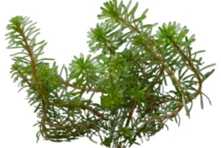 Quirlblättrige Rotala, Rotala wallichii, Im Topf