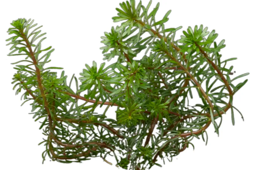 Quirlblättrige Rotala, Rotala wallichii, Im Topf