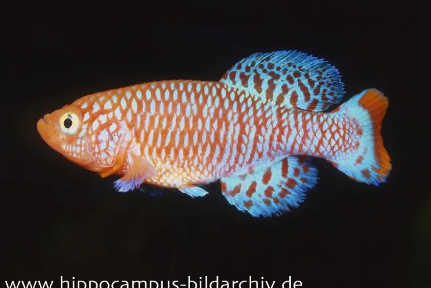 Rachows Prachtgrundkärpfling, Nothobranchius rachovii