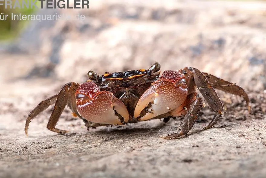 Rainbow Mangrovenkrabbe, Pseudosesarma sp., Zufällig ausgewählt