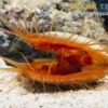 Raue Feilenmuschel, Ctenoides scaber