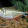 Rautenflecksalmler, Hemigrammus caudovittatus