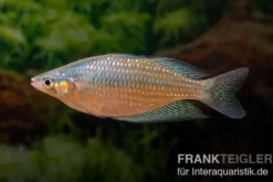 Rawa-Biru-Regenbogenfisch, Melanotaenia splendida rubrostriata "Rawa Biru"