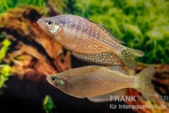 Rawa-Biru-Regenbogenfisch, Melanotaenia splendida rubrostriata