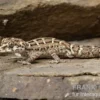 Rübenschwanz-Viperngecko, Hemidactylus imbricatus DNZ