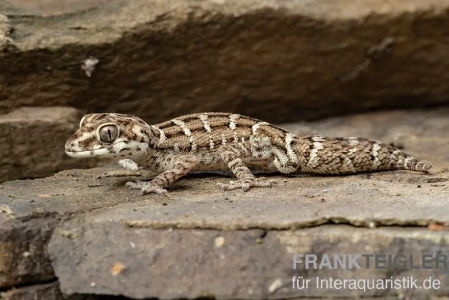 Rübenschwanz-Viperngecko, Hemidactylus imbricatus DNZ