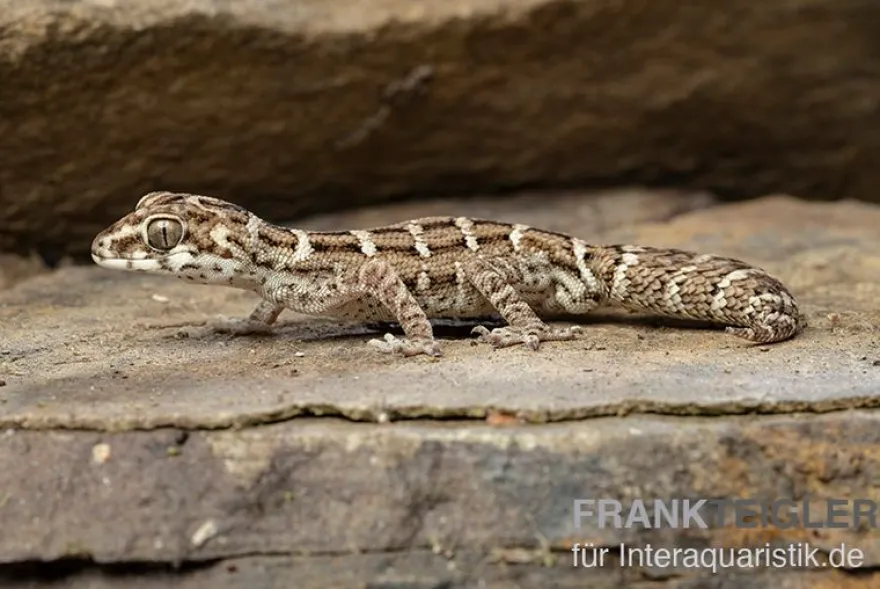 Rübenschwanz-Viperngecko, Hemidactylus imbricatus DNZ