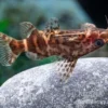 Rückenschwimmder Zebrakongowels, Synodontis sp. aff. nigriventris ZEBRA KUTU