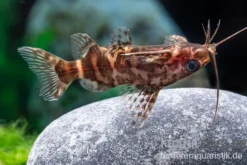 Rückenschwimmder Zebrakongowels, Synodontis sp. aff. nigriventris ZEBRA KUTU