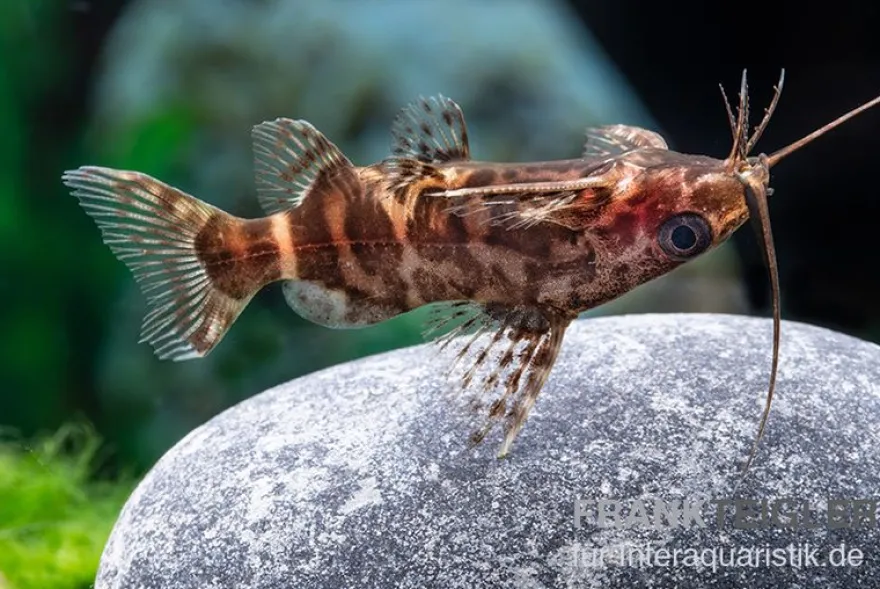 Rückenschwimmder Zebrakongowels, Synodontis sp. aff. nigriventris ZEBRA KUTU