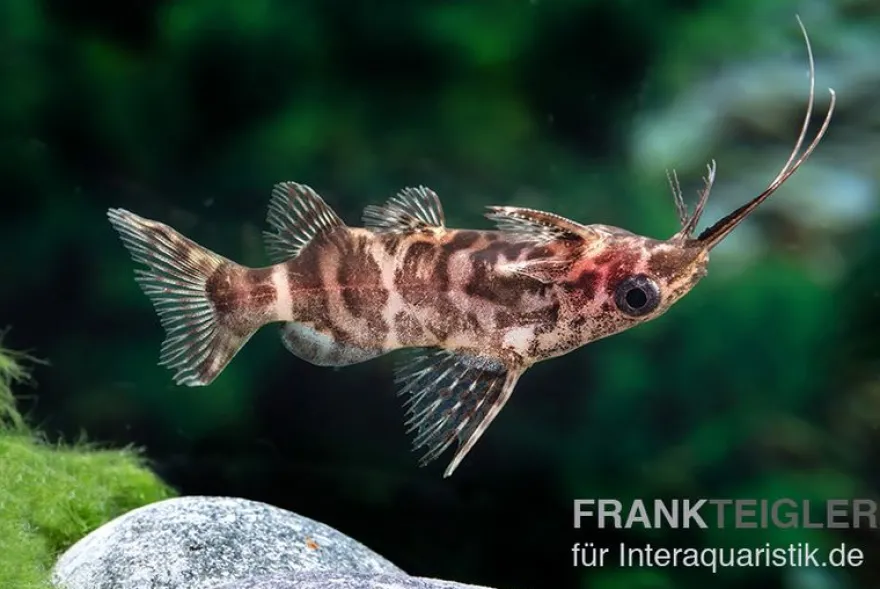 Rückenschwimmder Zebrakongowels, Synodontis sp. aff. nigriventris ZEBRA KUTU