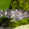 Rückenschwimmender Kongowels, Synodontis nigriventris