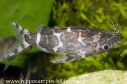 Rückenschwimmender Kongowels, Synodontis nigriventris