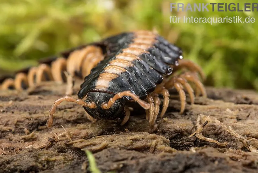Rückenstrich Bandfüßer, Coromus vittatus vittatus