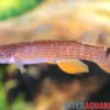 Rectocaudatus-Killifisch, Laimosemion rectocaudatus
