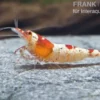 Red Bee Hinomaru Garnele, Grade SS-SSS, Caridina logemanni