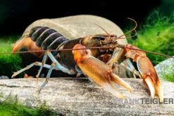 "Red Claw" Tigerkrebs, Cherax peknyi var. "Red Claw" - Zufällig