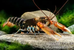 "Red Claw" Tigerkrebs, Cherax peknyi var. "Red Claw" - Zufällig