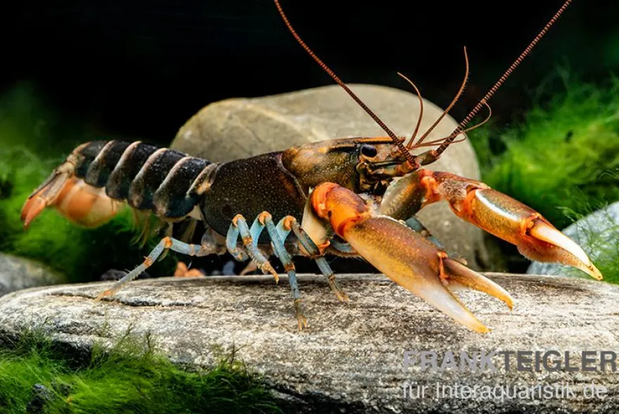 "Red Claw" Tigerkrebs, Cherax peknyi var. "Red Claw" - Zufällig