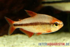Red Devil Salmler, Hyphessobrycon piranga Red Devil (Minifisch)