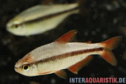 Red Devil Salmler, Hyphessobrycon piranga Red Devil (Minifisch)