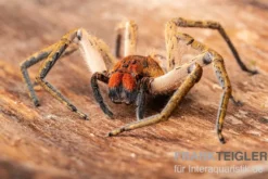 Red Fang Spider, Piloctenus haematostoma