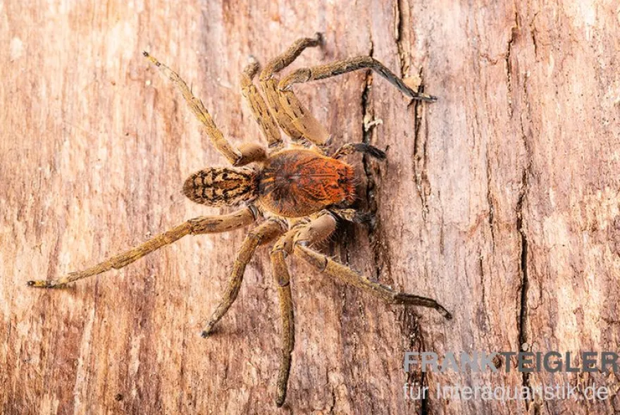 Red Fang Spider, Piloctenus haematostoma