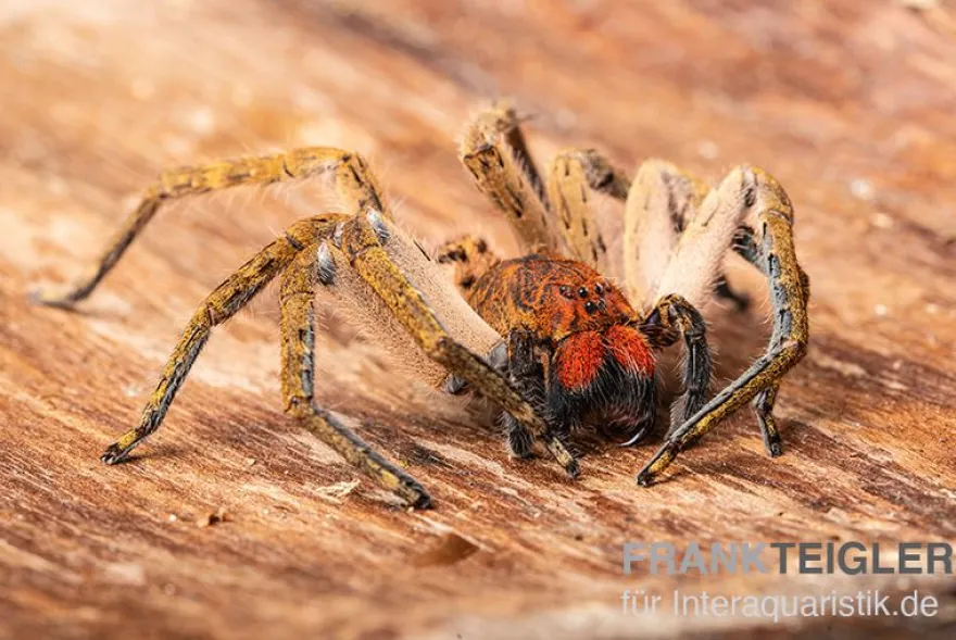 Red Fang Spider, Piloctenus haematostoma