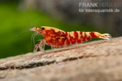 Red Galaxy Garnele Mix, Caridina spec.