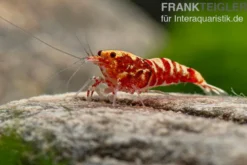 Red Galaxy Garnele Mix, Caridina spec.