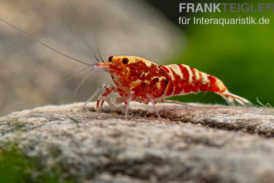 Red Galaxy Garnele Mix, Caridina spec. "Red Galaxy"