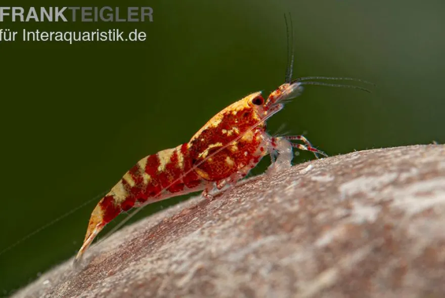 Red Galaxy Garnele Mix, Caridina spec. "Red Galaxy"