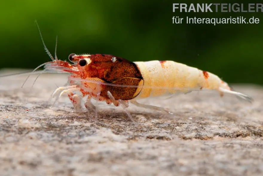 Red Pinto Garnele Mix, Caridina spec. Red Pinto Taiwan Bee