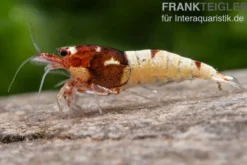 Red Pinto Garnele Mix, Caridina spec. Red Pinto Taiwan Bee