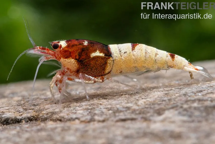 Red Pinto Garnele Mix, Caridina spec. Red Pinto Taiwan Bee