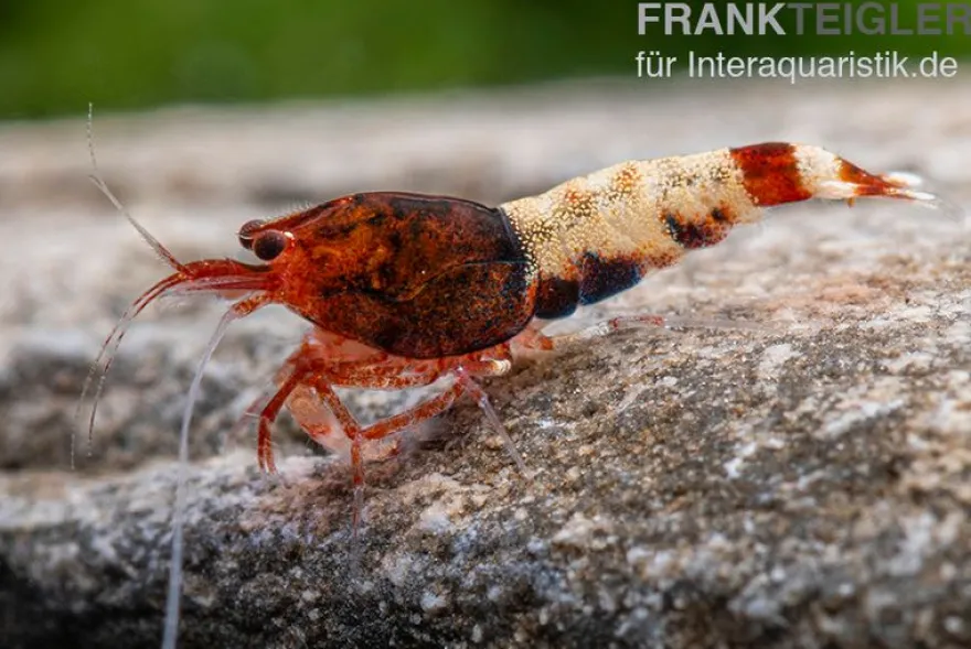 Red Pinto Garnele Mix, Caridina spec. Red Pinto Taiwan Bee