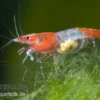Red Rili Garnele, Neocaridina davidi