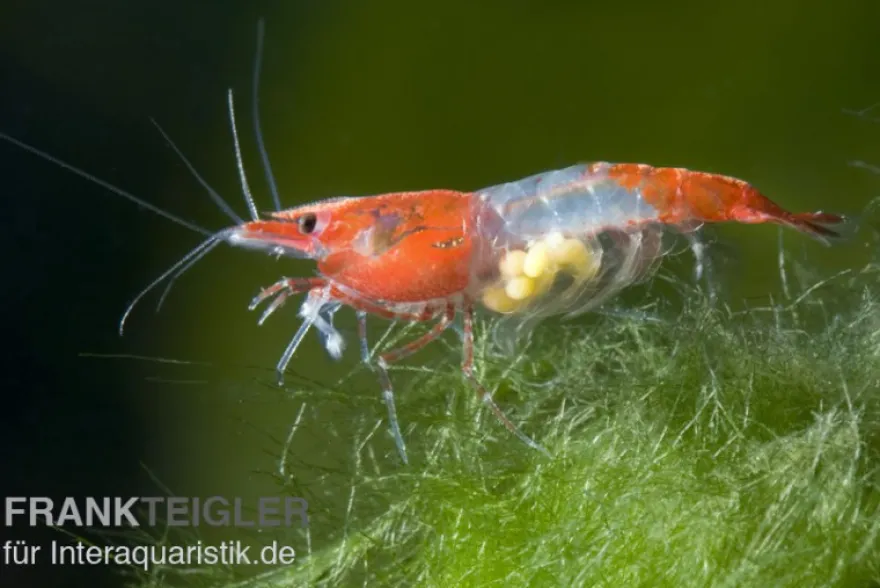Red Rili Garnele, Neocaridina davidi