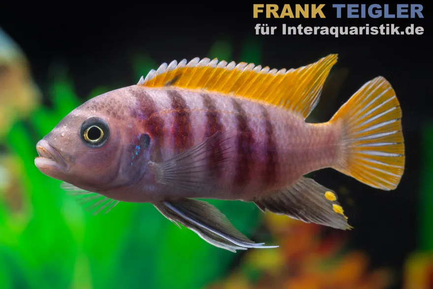 Red Top Zebra, Metriaclima emmiltos "Mpanga Rocks", 4-5 cm