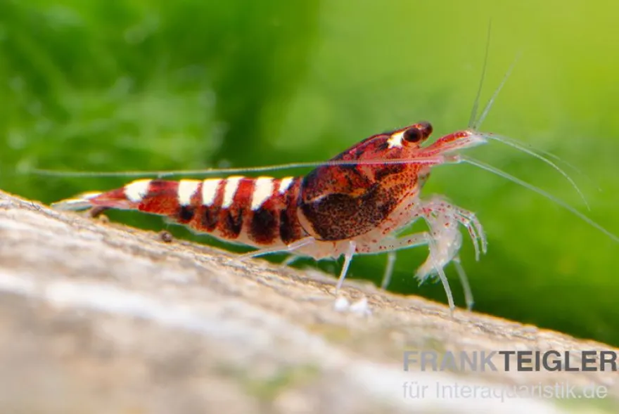 Red Zebra Pinto Garnele, Caridina spec. (Taiwan Bee)