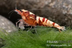 Red Zebra Pinto Garnele, Caridina spec. (Taiwan Bee)