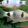 Regenbogenbarbe, Pethia setnai