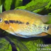 Regenbogencichlide, Herotilapia multispinosa
