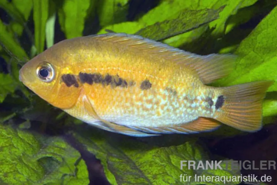 Regenbogencichlide, Herotilapia multispinosa