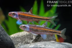 Regenbogenelritze, Notropis chrosomus (Kaltwasser & Warmwasser), DNZ